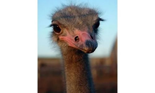 Gospodarstwo Agroturystyczne Ferma Strusi - Ogrodzieniec