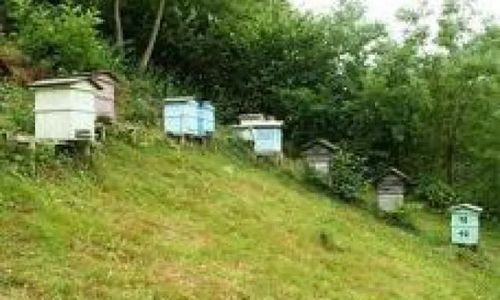 Agroturystyka Za Potokiem Jaworzna