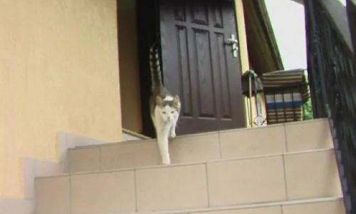 Kudowy Zdr. Jeleniów BO-JAN  Jeleniów