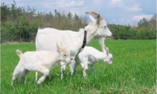 Dworek Amaltea na Kaszubach Miastko