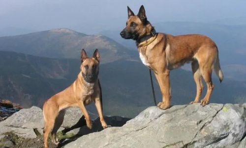 K-9 Border Unit - Urlop z psem, wypoczynek i tresura psów Jabłonka