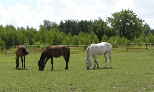 GOSPODARSTWO AGROTURYSTYCZNE - ŁÓDŹ