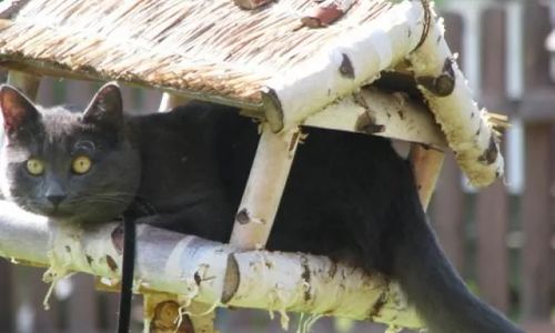 Leśniczówka u Agnieszki Zabuże