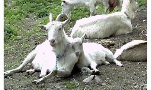 Rancho Romantica de Red Hodowla - Czukty