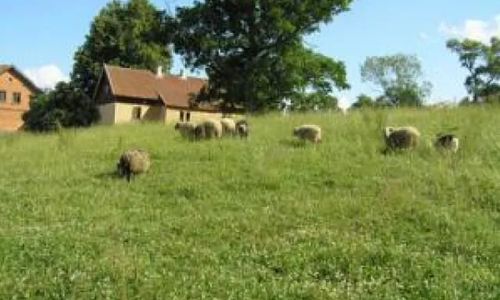 Dom Echa - Błędziszki