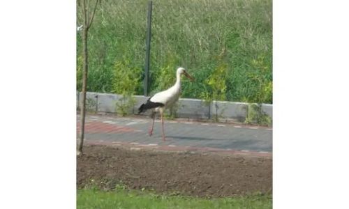 Pokoje Gościnne ul. Ogrodowa Stegna