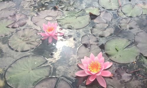 Tündérrózsa Udvarház Kiskorpád