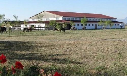 Pensiunea Lipicai Chichiș