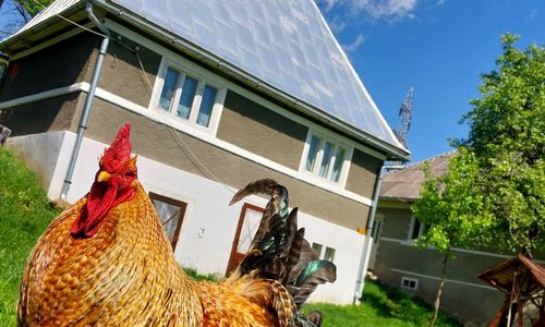 Cabana Mountain Sanctuary Holiday Roșia Montană