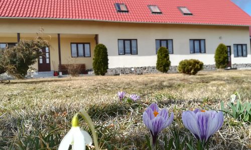 Casa de oaspeți Panorama Borzont