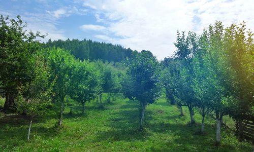 Pensiunea Livada cu meri Lădăuți