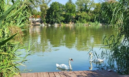 Pecó Kecó Ráckeve