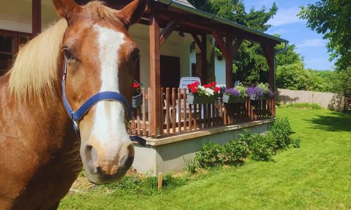 Minor Major Vendégház Somogyacsa