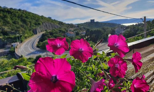 Apartmanok Parkolóhellyel Senj - 19751