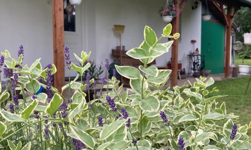 Kert Vendégház Érsekvadkert