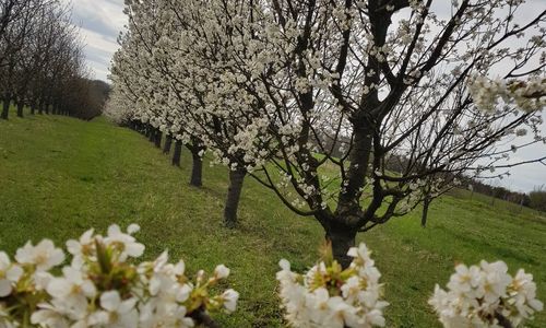 Cseresznyésház-Csendesház Szenna