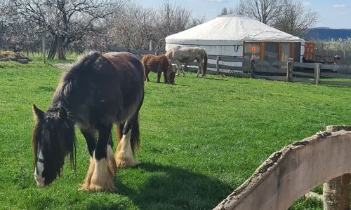 Jurtarelax Kozármisleny