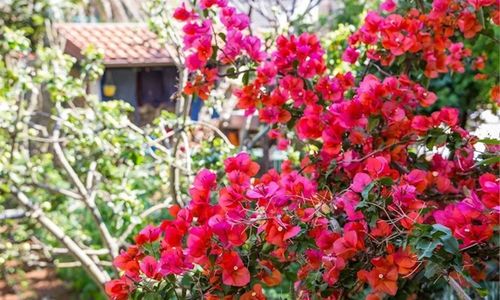 Apartment JULIA Veli Losinj
