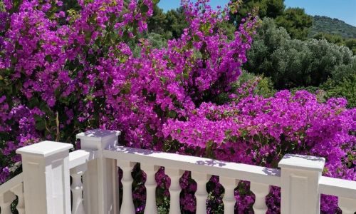 Apartment Vanja Mali Losinj