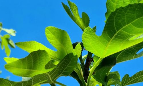 The Modern Antique Apartman Pécs