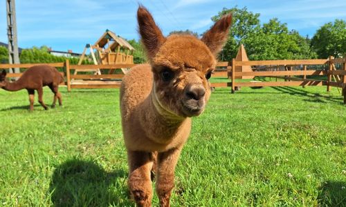 Agroturystyka Folwarczek Ustroń