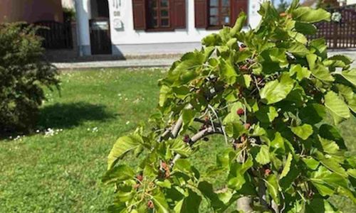 Tulipános Vendégház Fertőszentmiklós