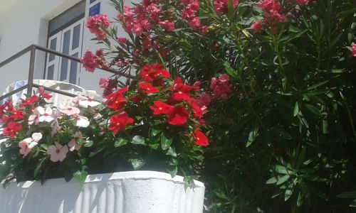 Apartman Dragica Beg Banjol Rab