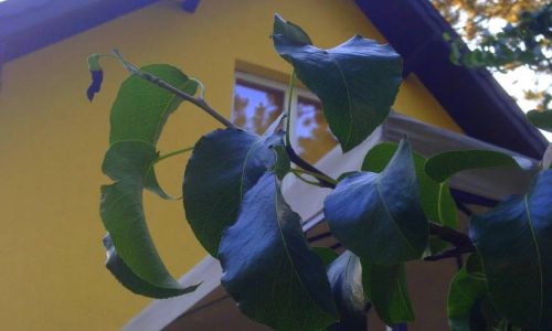 Fish-Wick Vendégház Ráckeve