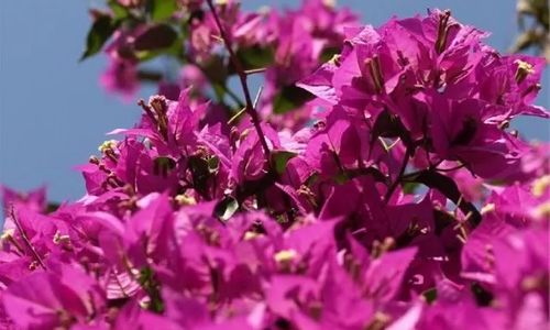 Apartments Anita Veli Losinj