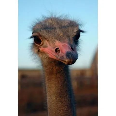 Gospodarstwo Agroturystyczne Ferma Strusi - Ogrodzieniec