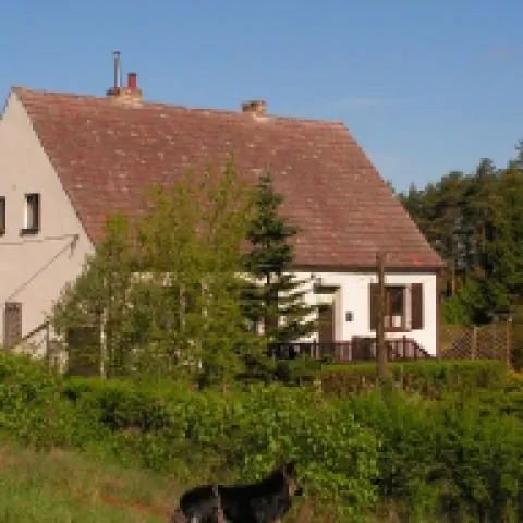 HAŁASÓWKA/ Pszczew