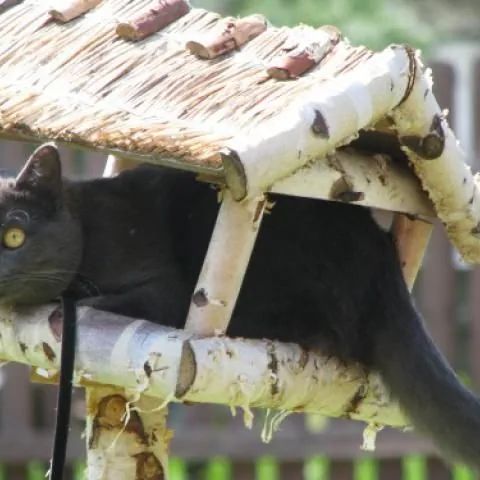 Leśniczówka u Agnieszki Zabuże