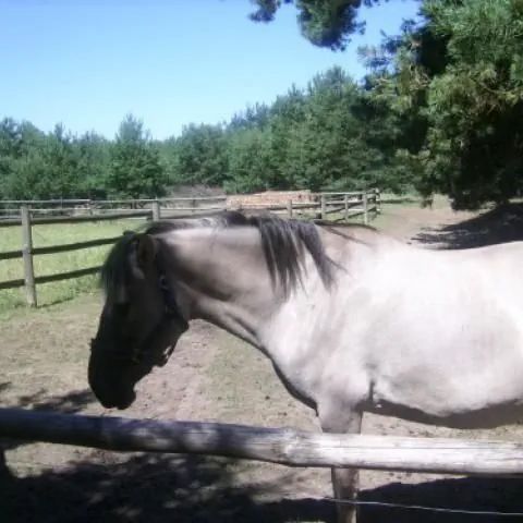 Zajazd Tusinek Rozogi