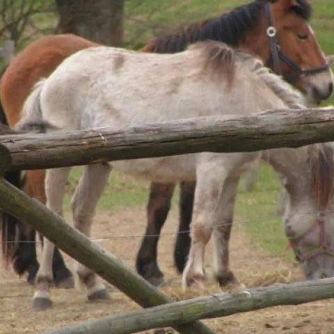 Gospodarstwo Agroturystyczne- Biskupiec