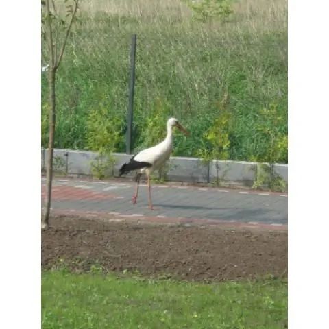 Pokoje Gościnne ul. Ogrodowa Stegna