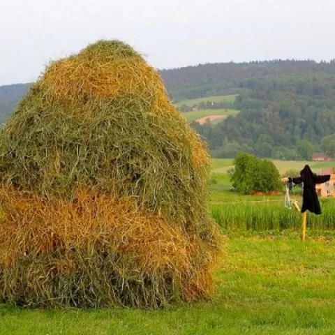 Gospodarstwo Agroturystyczne W ARONIACH Izdebnik