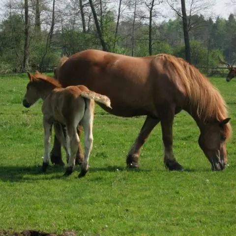 Sabina i Krzysztof Walczak Agroturystyka