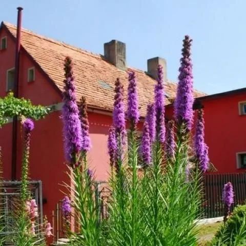 Noclegi U JANINY Jugowice