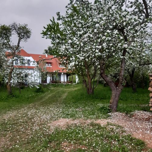 Pensiunea Zöld Diófa Bicfalău