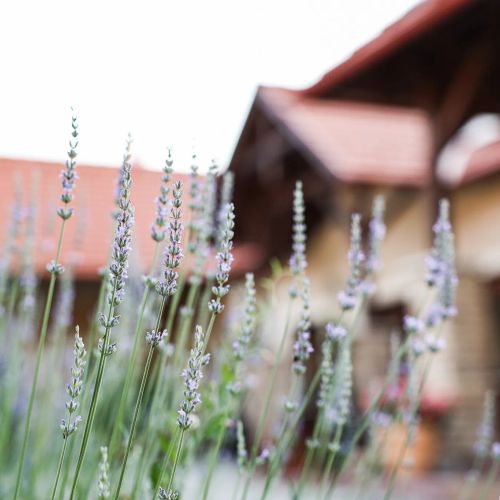 Szarvas Apartman Jakuzzis Vendégház Mány – Mány, Ungaria