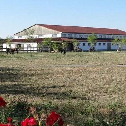 Pensiunea Lipicai Chichiș