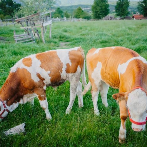 AgroPensiunea Plaiul Castanilor Tismana – Tismana, Rumunia