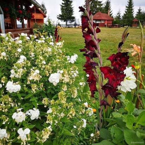 Cabanele FloriCrin Mărișel – Mărişel, România