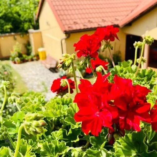 Leto House Târgu Jiu