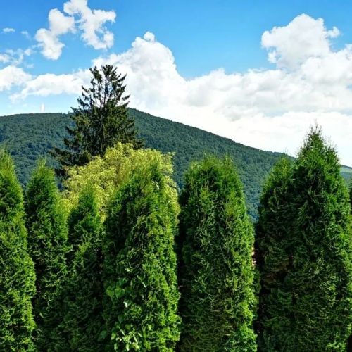 Pensiunea Nicolas Sinaia – Sinaia, România