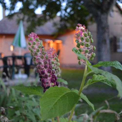 Arany Vendégház Zamárdi