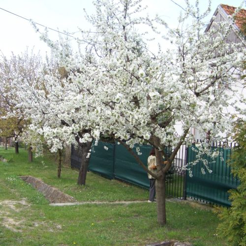  Nefelejcs Apartman Fertőhomok