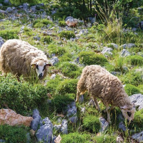 Vendégház Biograd na Moru - CDA272 – Biograd na Moru, Chorwacja