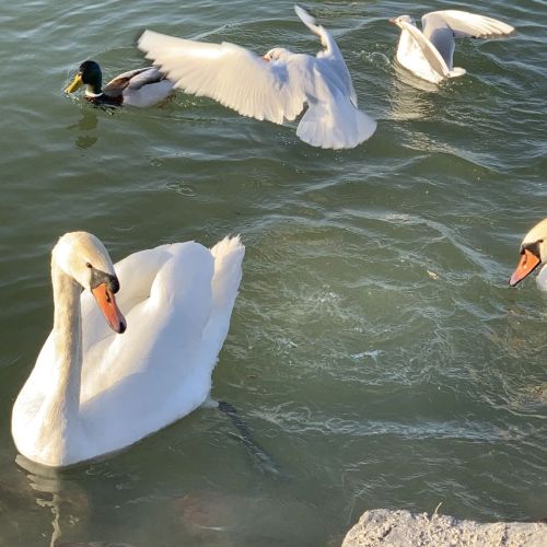 Hanna Vendégház Balatonfenyves – Balatonfenyves, Ungaria