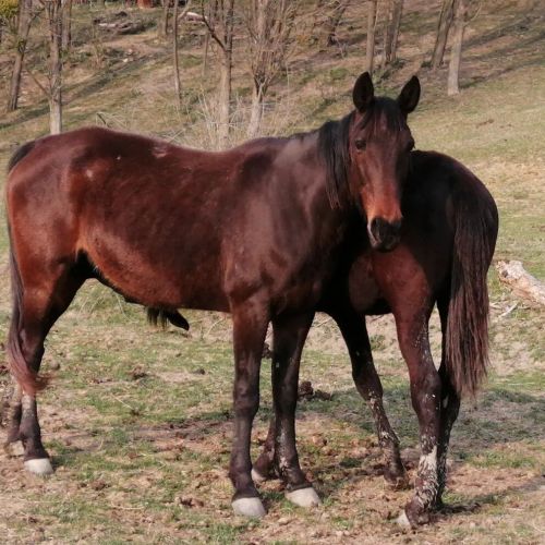 Réti Tanya Vendégház Kerecseny – Kerecseny, Maďarsko
